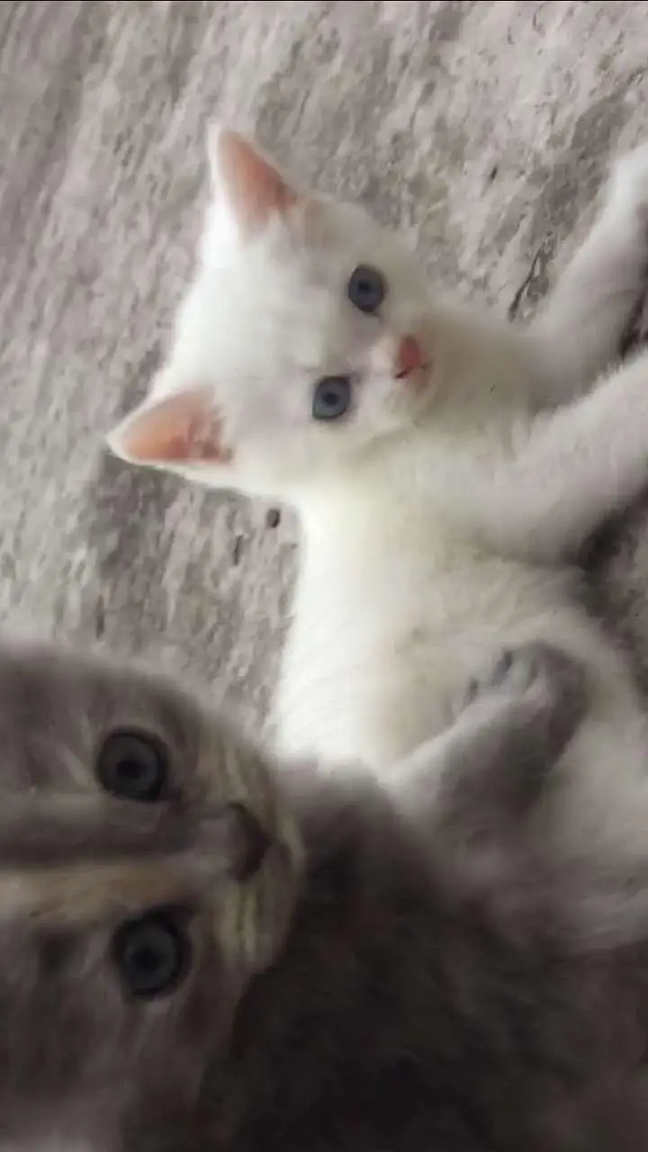 baby kitten — photo 2