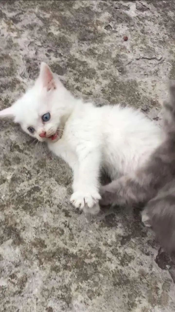 baby kitten — photo 3