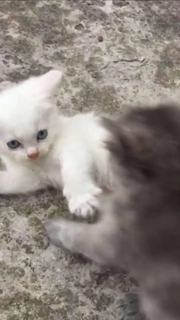 baby kitten — photo 4