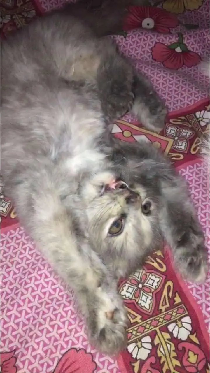 baby kitten — photo 5