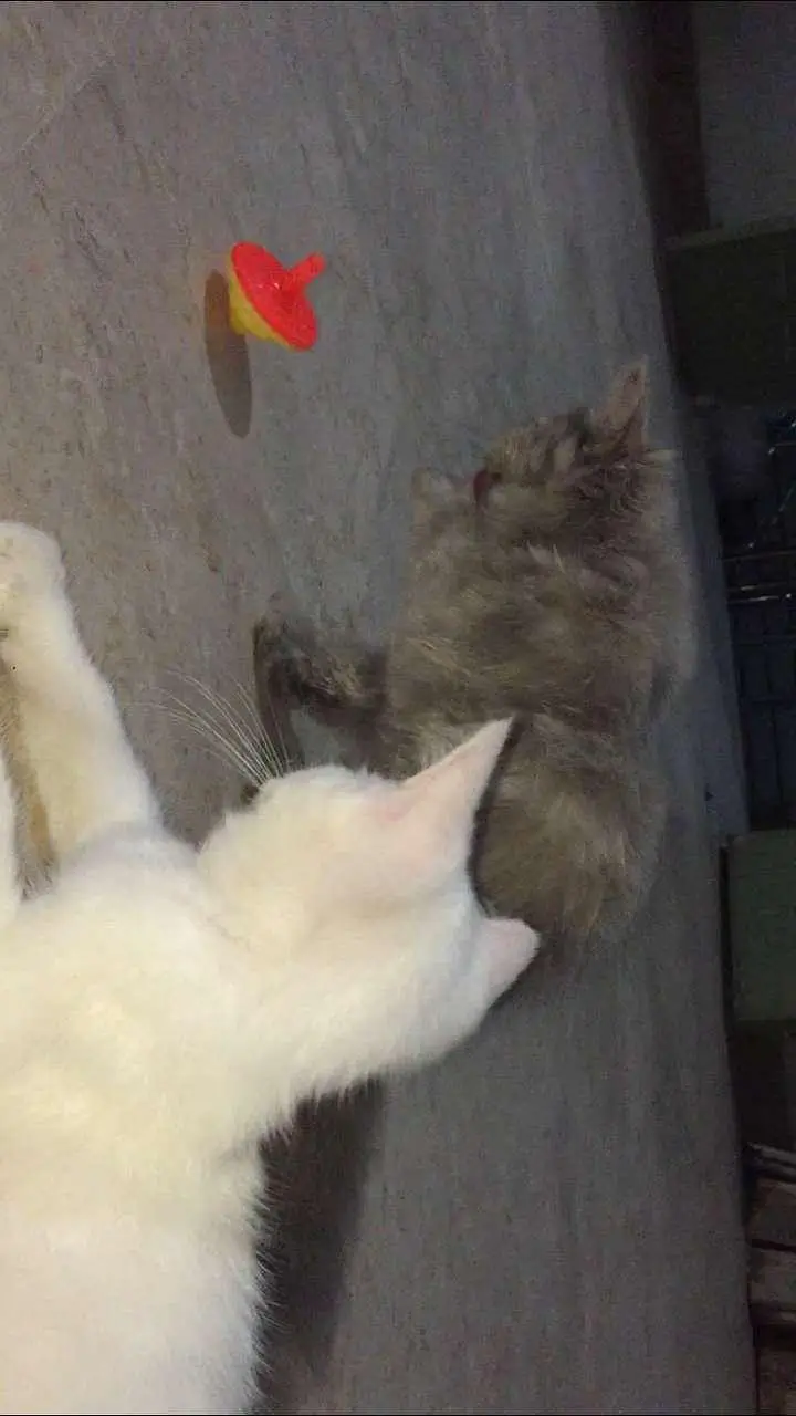 baby kitten — photo 6