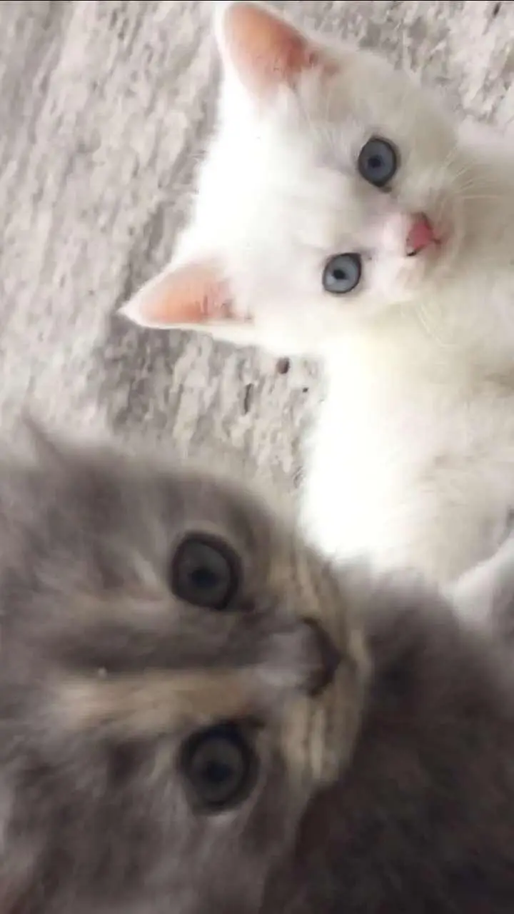 baby kitten — photo 7