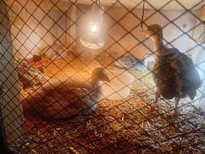 Turkey chicks  available