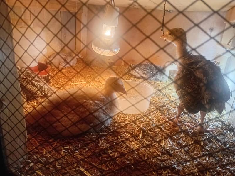 Turkey chicks  available 0