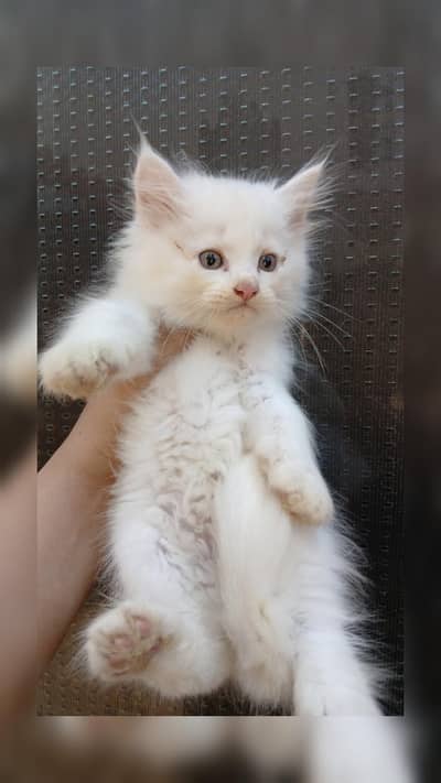 cute Persian kitten for sale