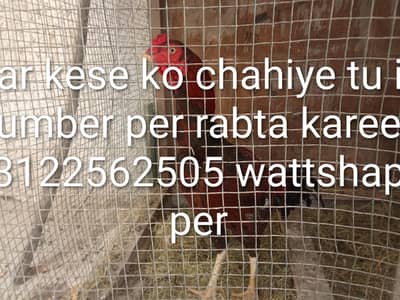 aseel miyyawali lakhaa murgaa for sale