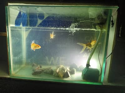 Fish with Aquarium 2/1.5 foot