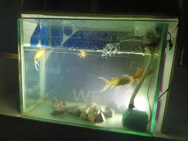 Fish with Aquarium 2/1.5 foot — photo 2
