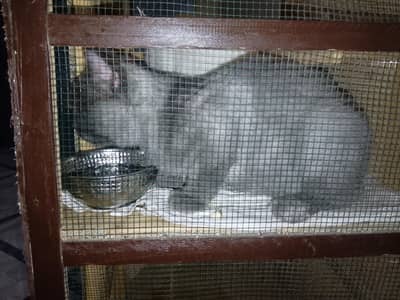 Pure Persian Male Cat – 1.5 Years Old | Triple Coated | Home Raised