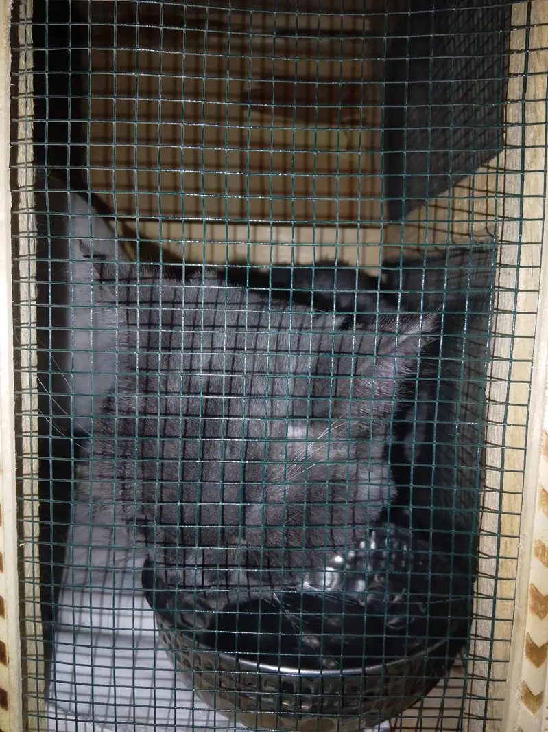 Pure Persian Male Cat – 1.5 Years Old | Triple Coated | Home Raised — photo 3