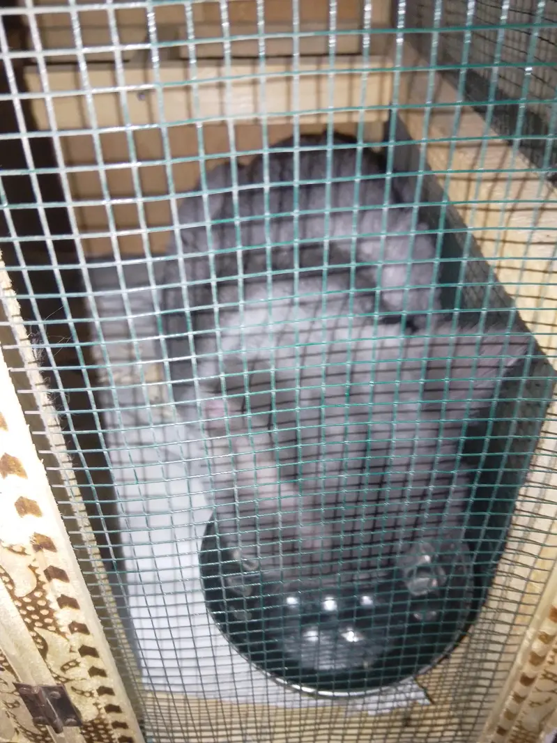 Pure Persian Male Cat – 1.5 Years Old | Triple Coated | Home Raised — photo 4