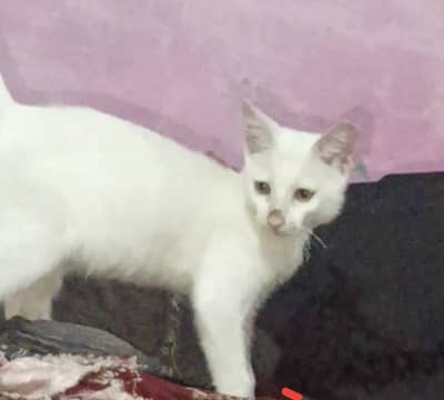 Single coat persian cat