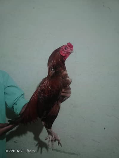 Peela miawale for sale number 03169558745