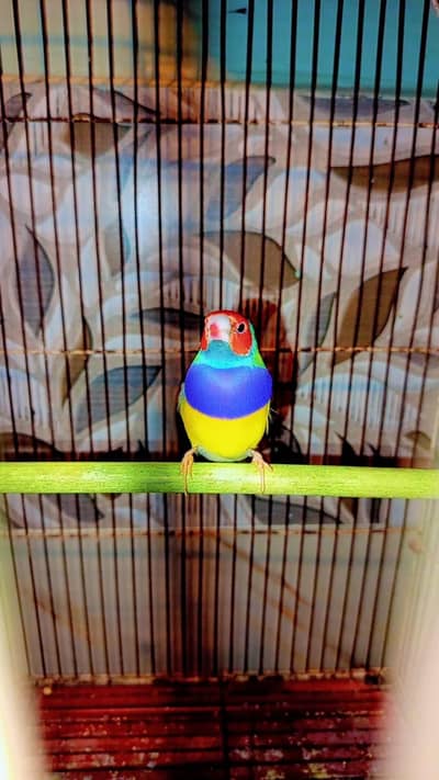lady gouldian l