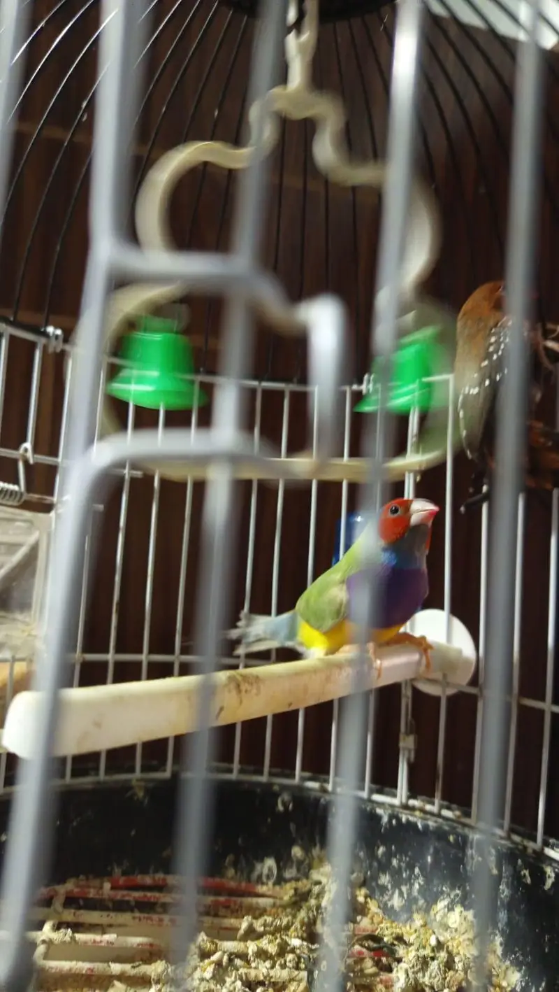 lady gouldian l — photo 2