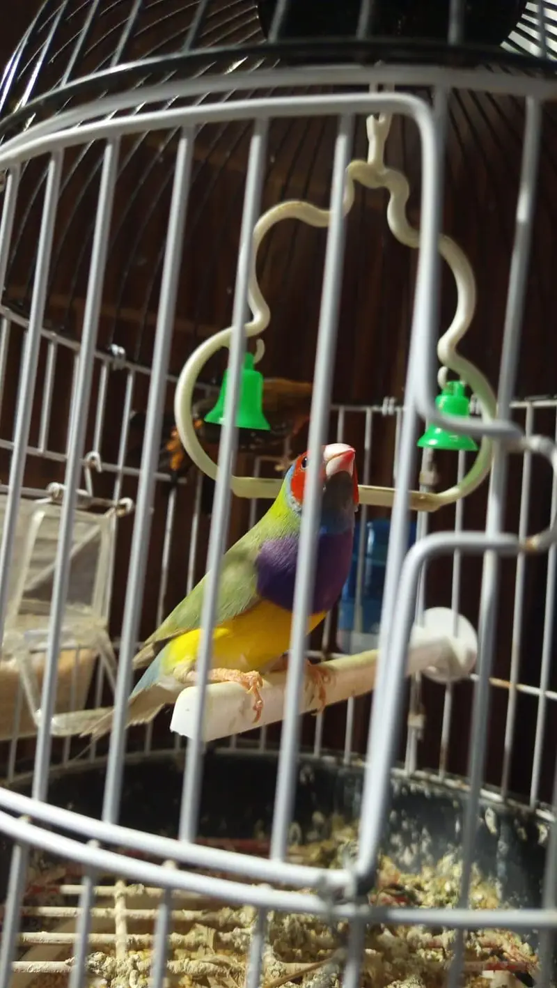 lady gouldian l — photo 3