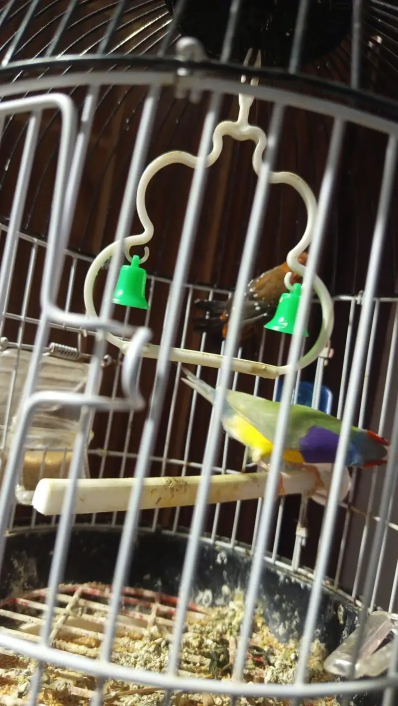 lady gouldian l — photo 4