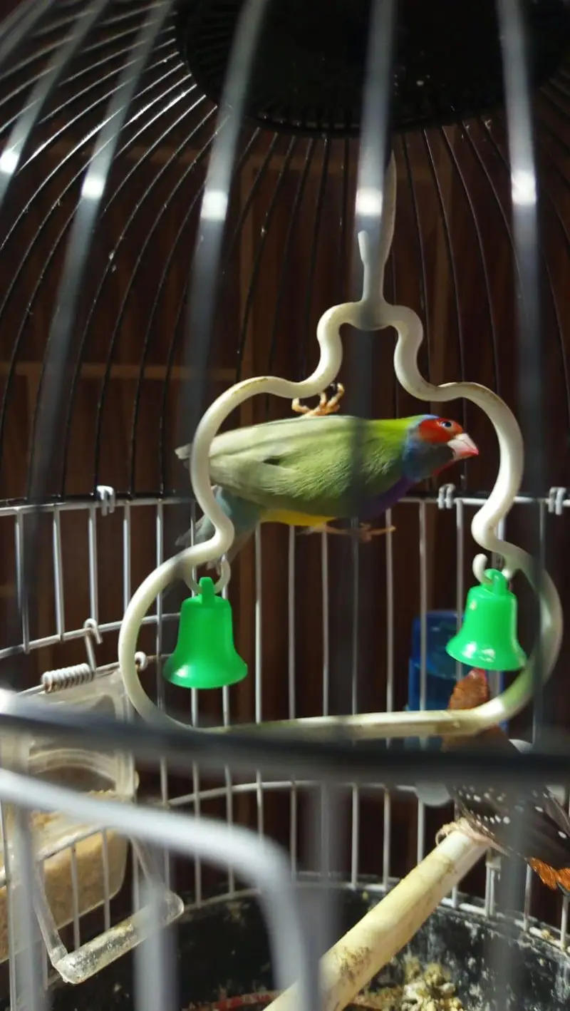 lady gouldian l — photo 5