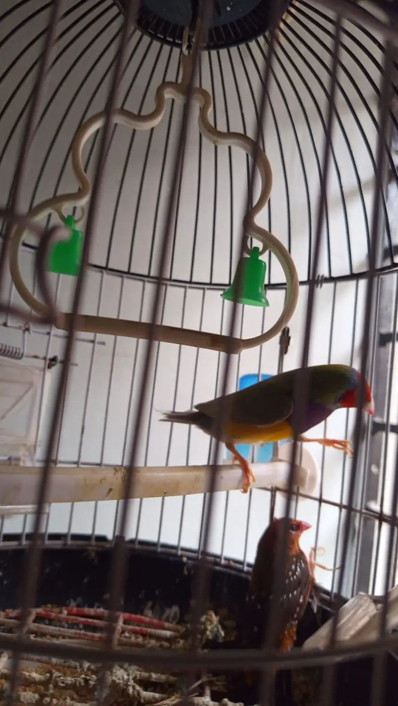 lady gouldian l — photo 6