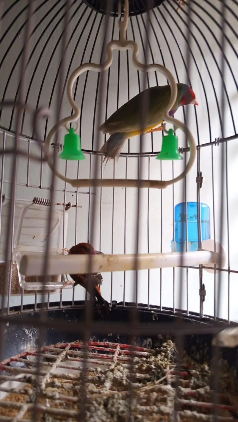 lady gouldian l — photo 7