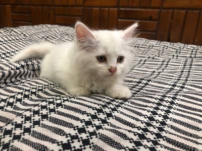 Healthy Persian Kitten for Sale