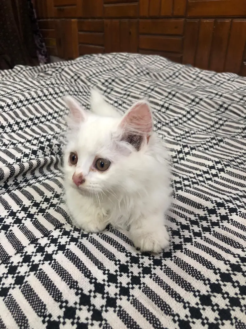 Healthy Persian Kitten for Sale — photo 2
