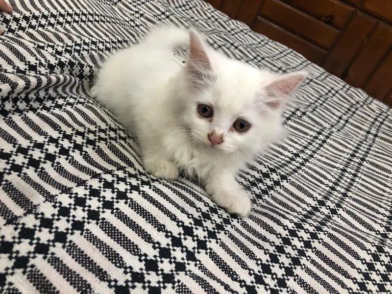 Healthy Persian Kitten for Sale — photo 3