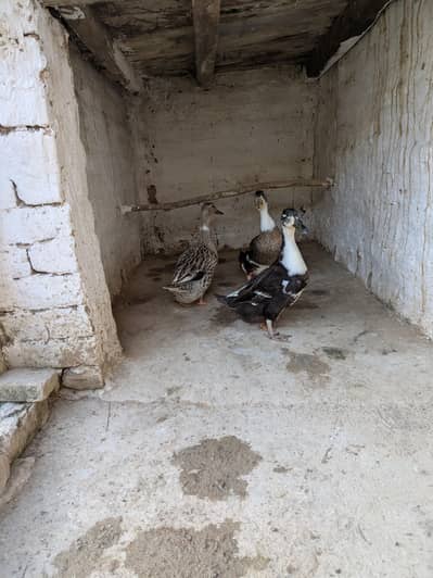 one male and two female ducks and pair of tetri for sale