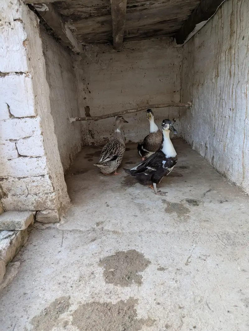 one male and two female ducks and pair of tetri for sale