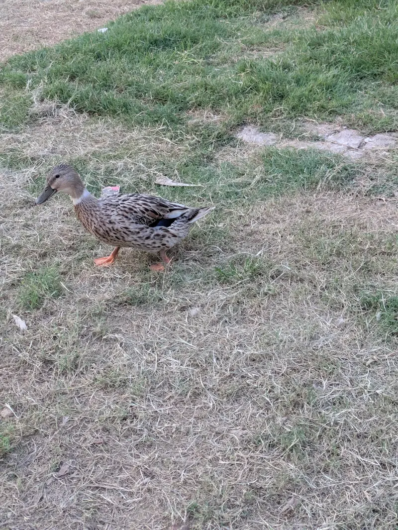 one male and two female ducks and pair of tetri for sale — photo 2