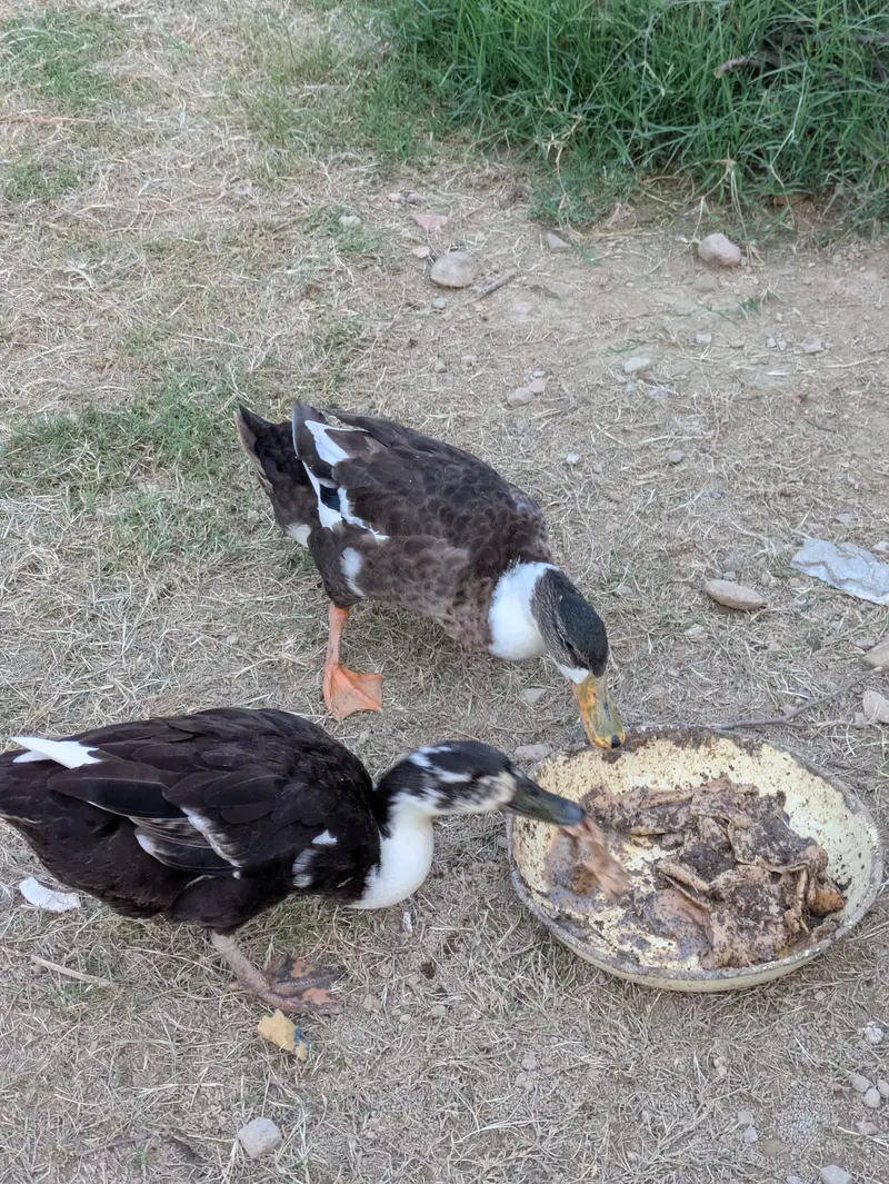 one male and two female ducks and pair of tetri for sale — photo 3