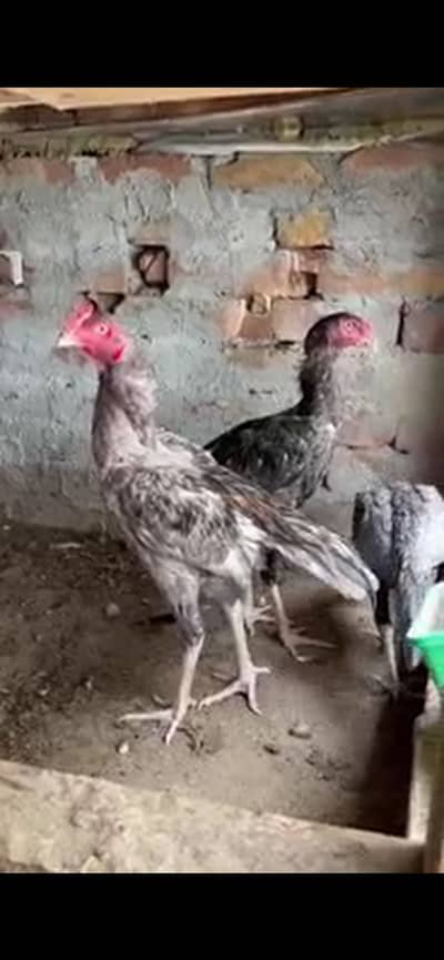 Saleta aseel mianwali