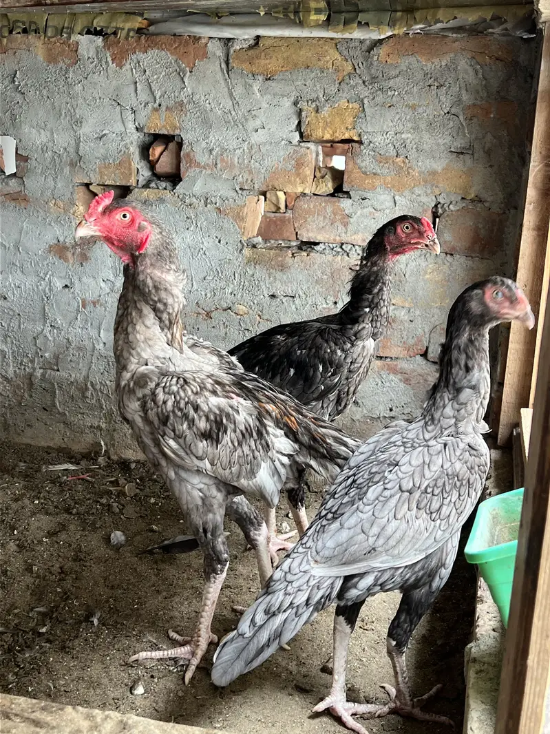 Saleta aseel mianwali — photo 2