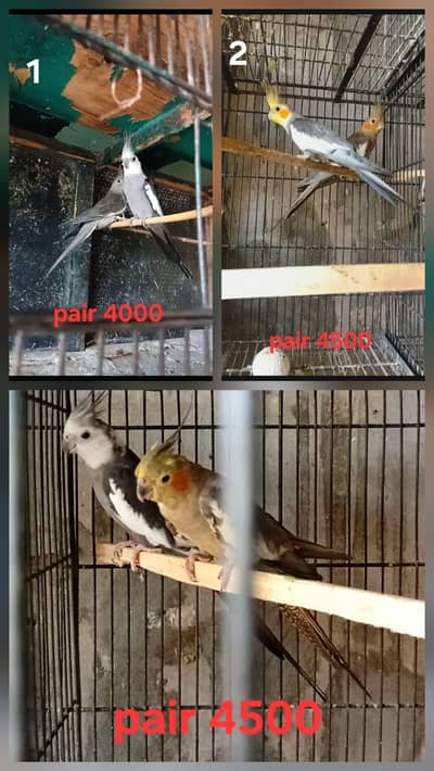 3 Cocktails breeder pairs ( o32o644l878)