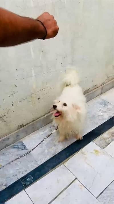 Beautiful Toy Poodle Puppy Available for Family Home
