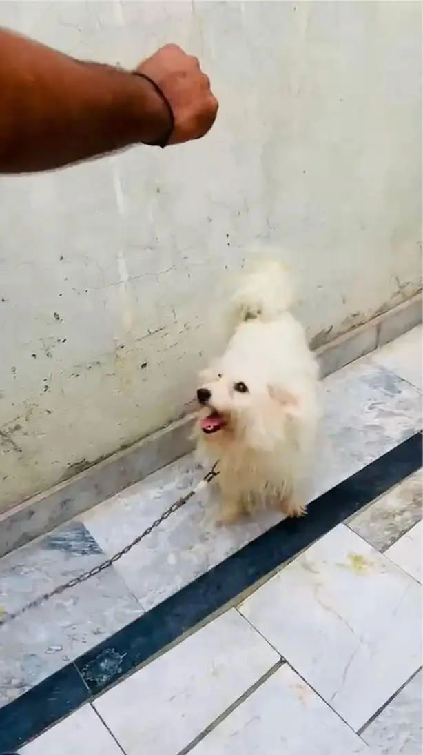 Beautiful Toy Poodle Puppy Available for Family Home