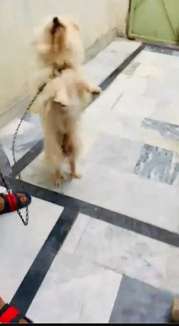 Beautiful Toy Poodle Puppy Available for Family Home — photo 2