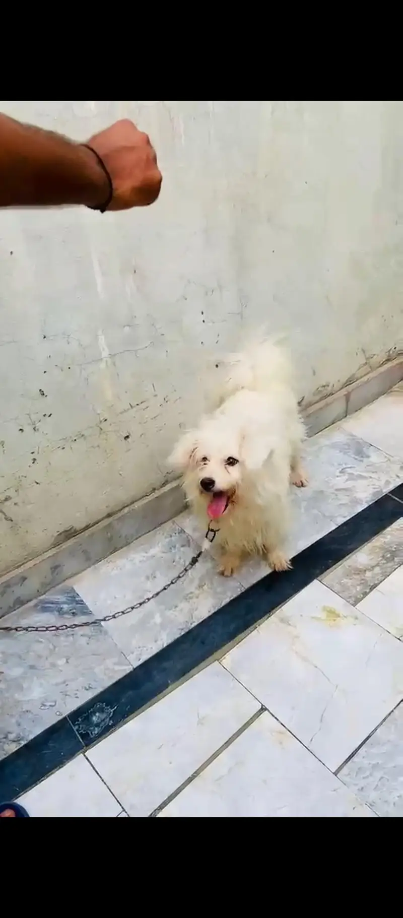 Beautiful Toy Poodle Puppy Available for Family Home — photo 3