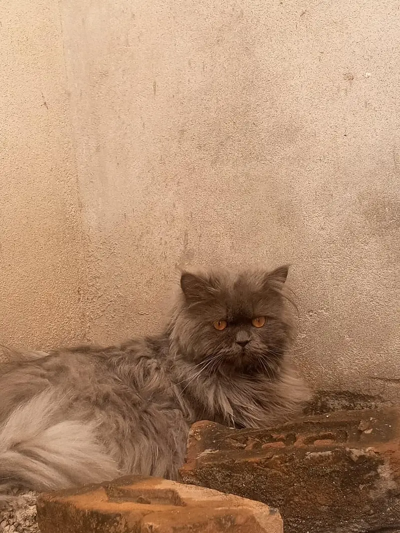 parsian cat vaccination hoi hoi ha full active ha triple cot ha — photo 2
