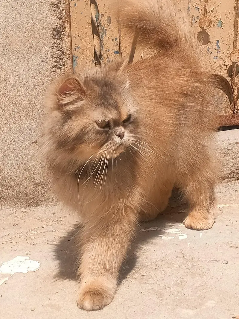 parsian cat vaccination hoi hoi ha full active ha triple cot ha — photo 4