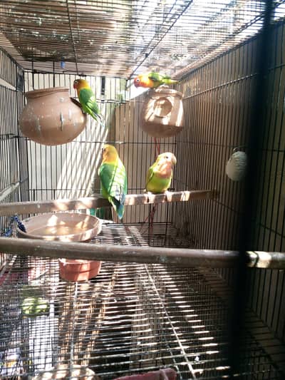 BREEDER LOVEBRID FISHER Budgies and cats Available