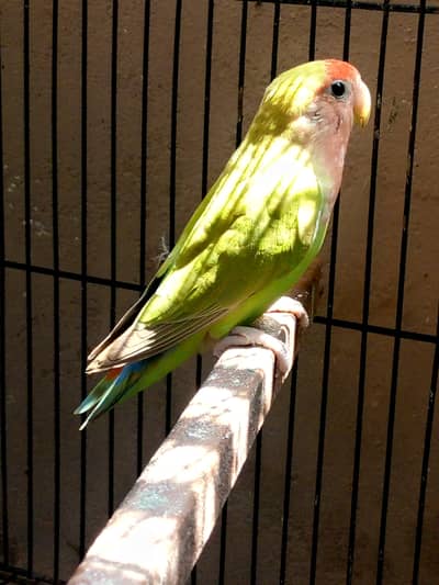 BREEDER LOVEBRID PAIR AVAILABLE