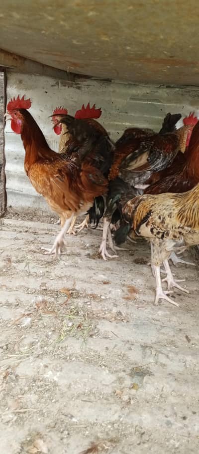 Desi murgay for sale exchange with Desi murgi possible. .