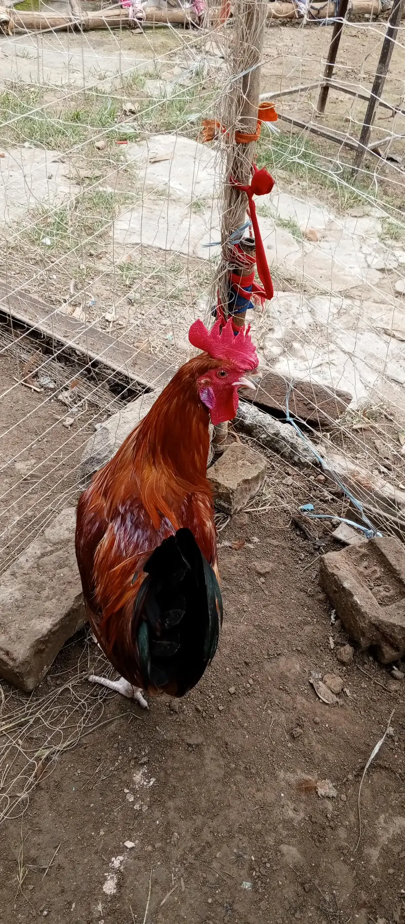 Desi murgay for sale exchange with Desi murgi possible. . — photo 2