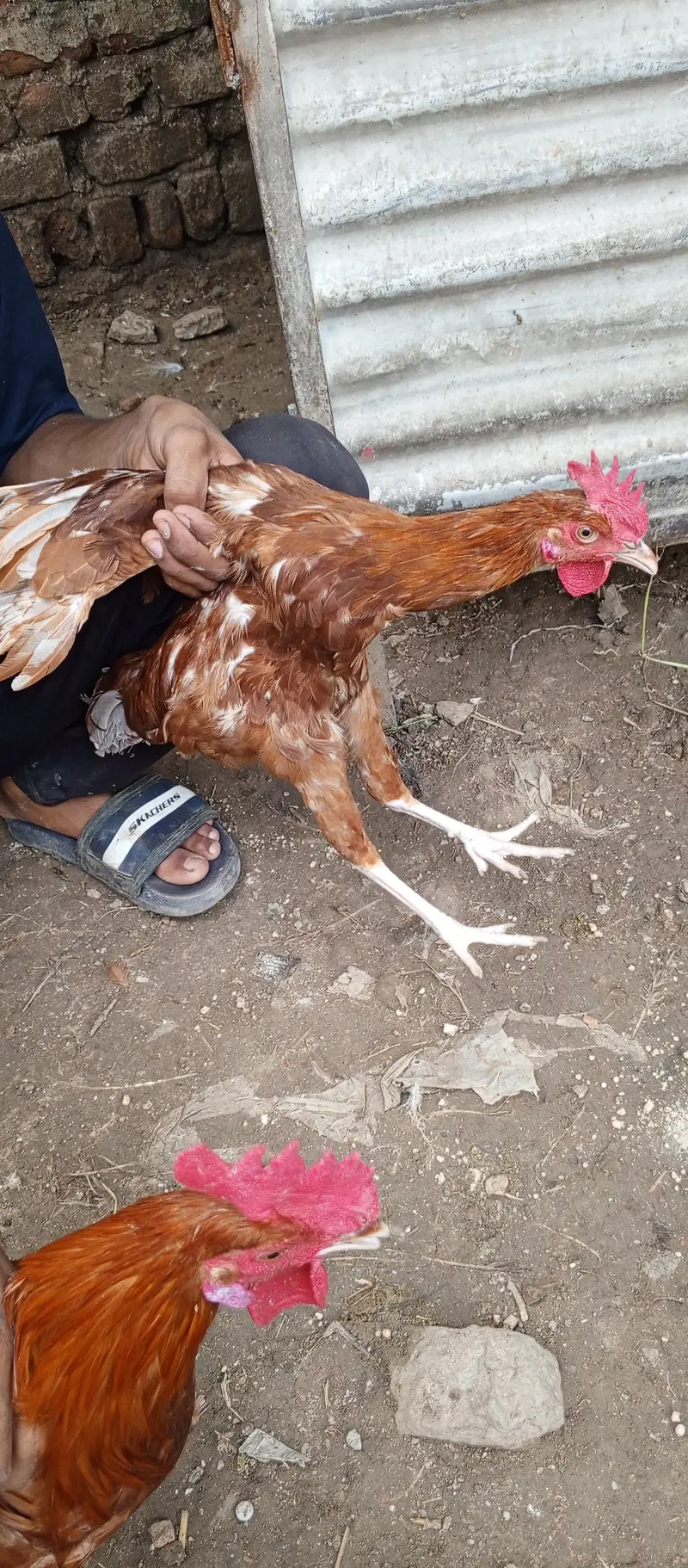 Desi murgay for sale exchange with Desi murgi possible. . — photo 3