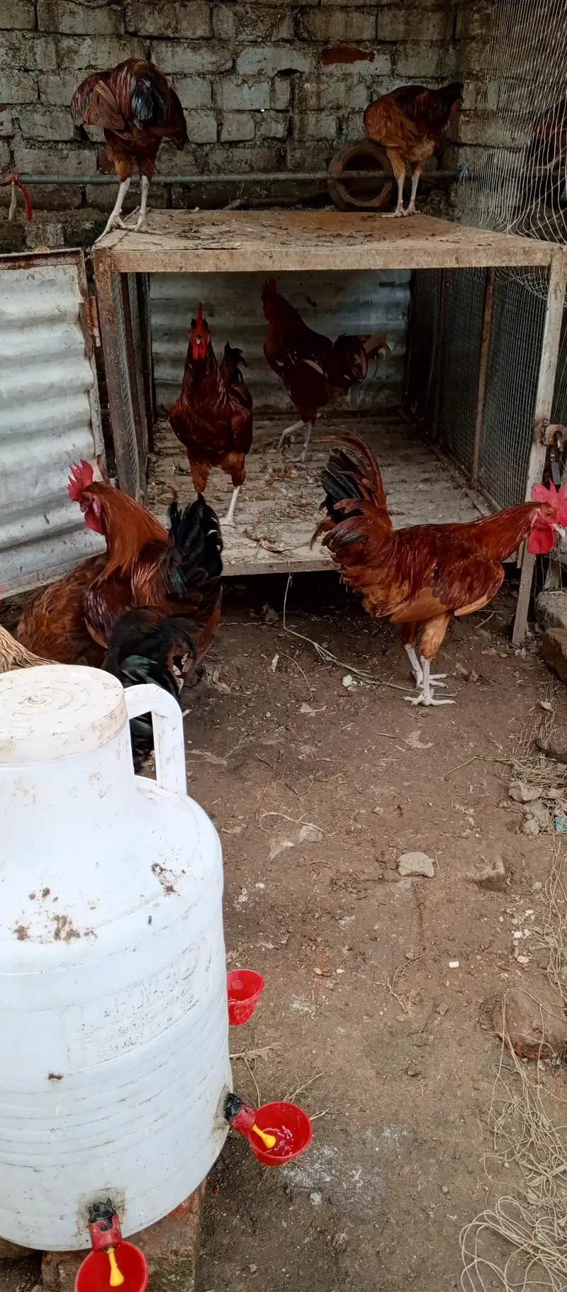 Desi murgay for sale exchange with Desi murgi possible. . — photo 5