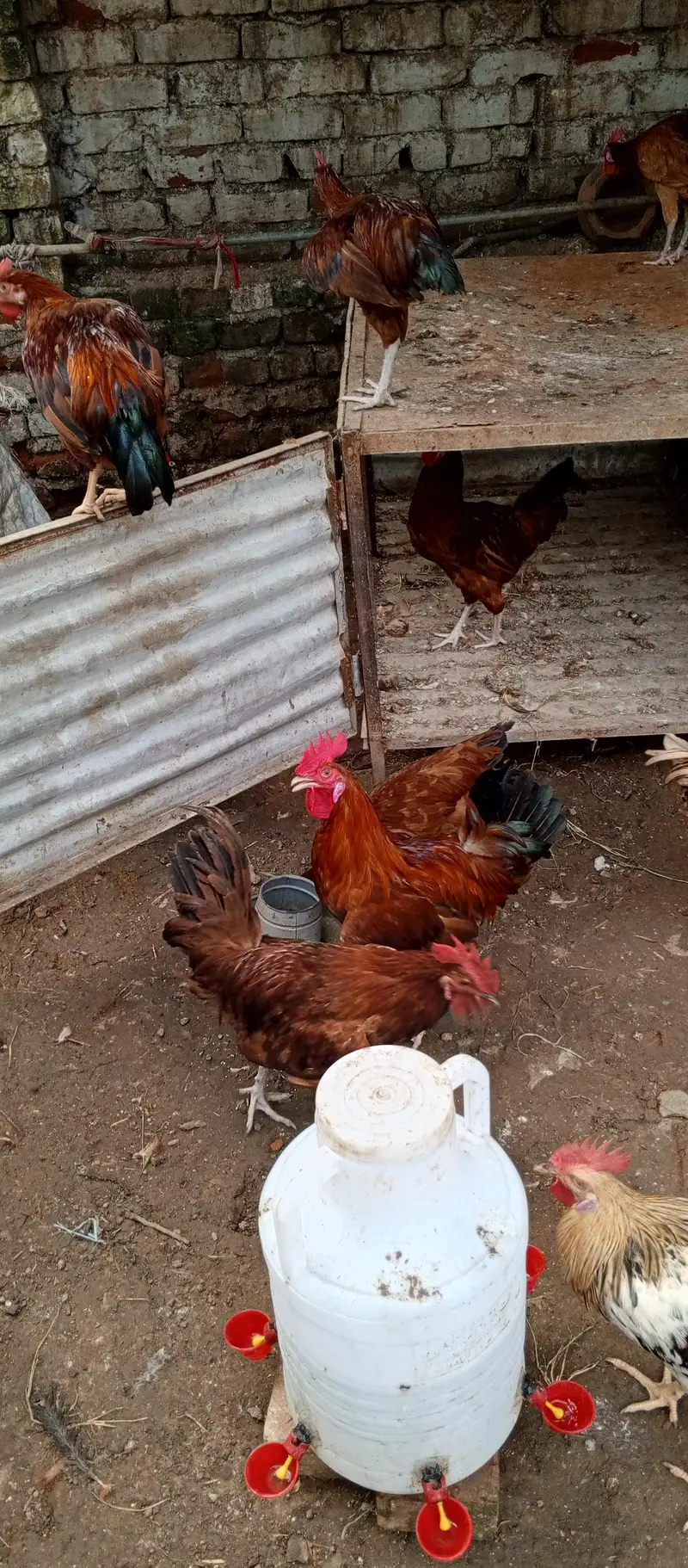 Desi murgay for sale exchange with Desi murgi possible. . — photo 6