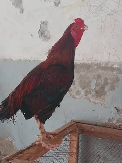 Assel mainwali