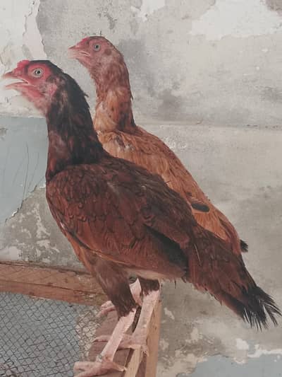 Assel mainwali
