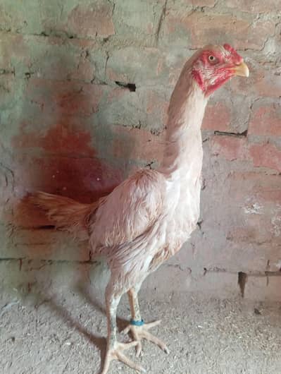 shamo female for sell in Lahore aseel